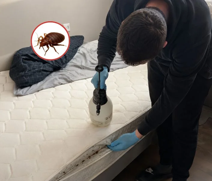 Technicien traitant un matelas contre les punaises de lit à Villeneuve-la-Garenne